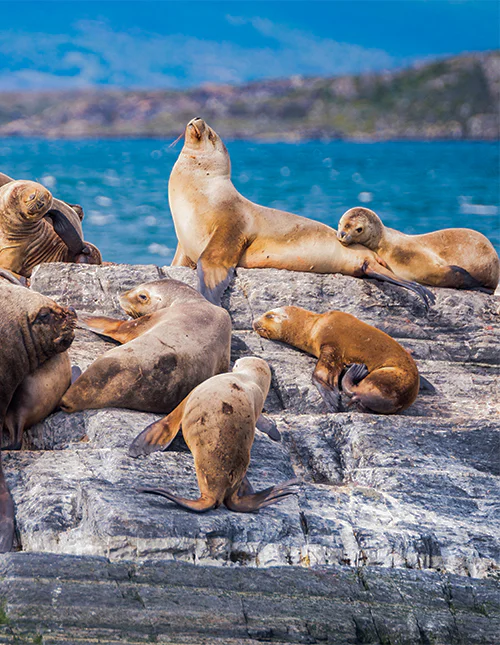 Seelöwen ruhen im Beagle-Kanal, Ushuaia