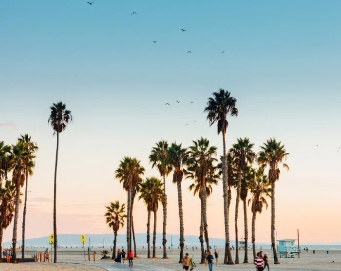 Hohe Palmen am Strand in Los Angeles