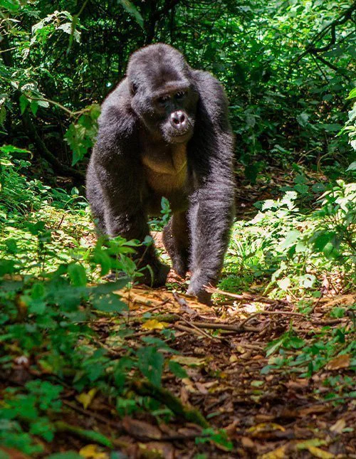 Ein Gorilla durchstreift den Dschungel Ugandas