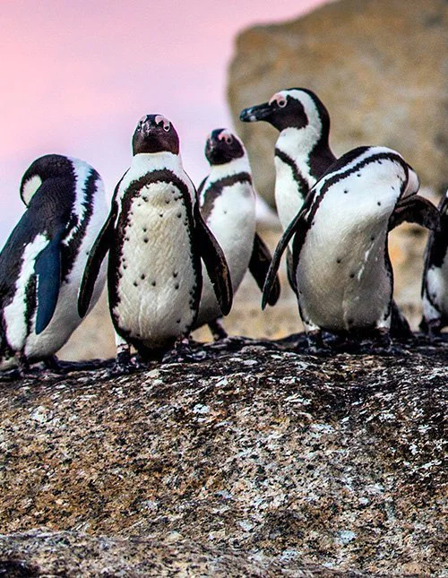 Eine Gruppe von Pinguinen steht dicht gedrängt auf den Küstenfelsen.