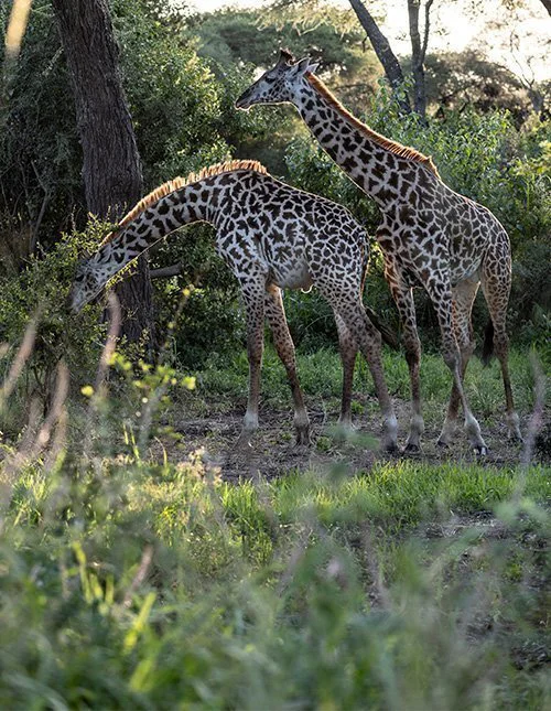 Zwei Giraffen stehen im Schatten