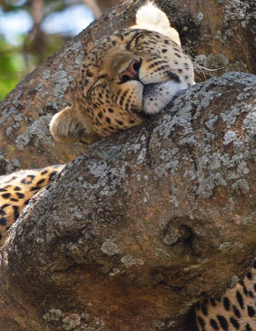Ein Leopard döst in einem Baum