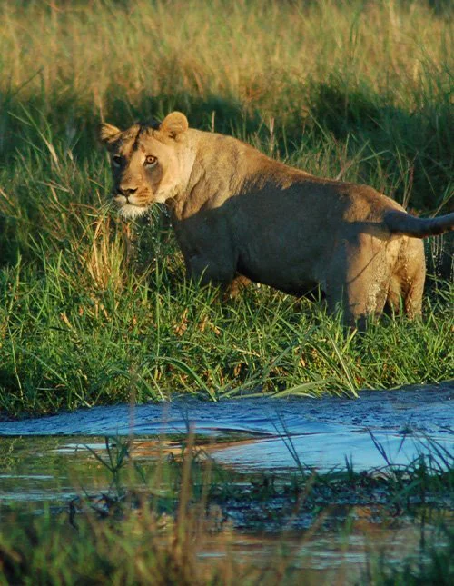 Löwe im hohen Gras im Buschland des Okavango-Deltas