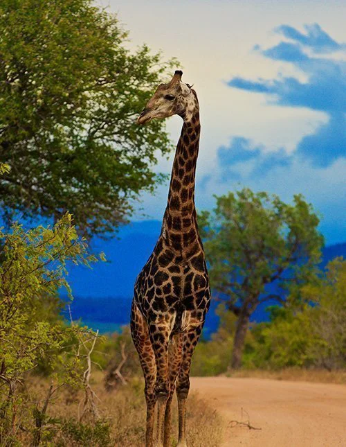 Eine Giraffe steht auf einer Schotterstraße im Kruger-Nationalpark in Südafrika