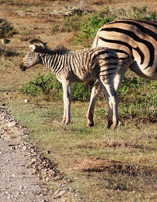 Zebrafohlen auf einer grasbewachsenen Ebene