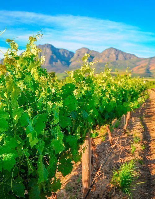 Ein grüner Weinberg mit Bergen im Hintergrund unter blauem Himmel.