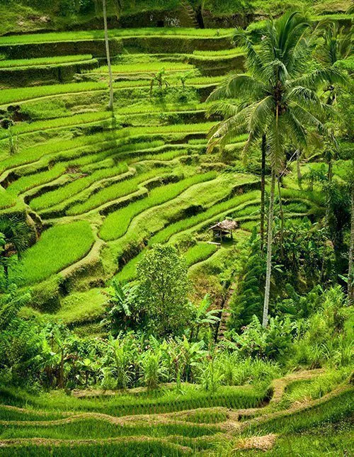 Wunderschöne grüne Reisterrassen auf Bali
