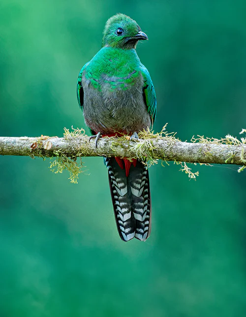 Ein schöner grüner Vogel sitzt auf einem Ast