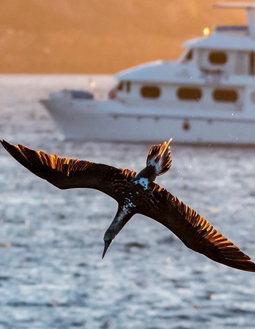 Seevogel gleitet über dem Wasser vor den Galápagos-Inseln