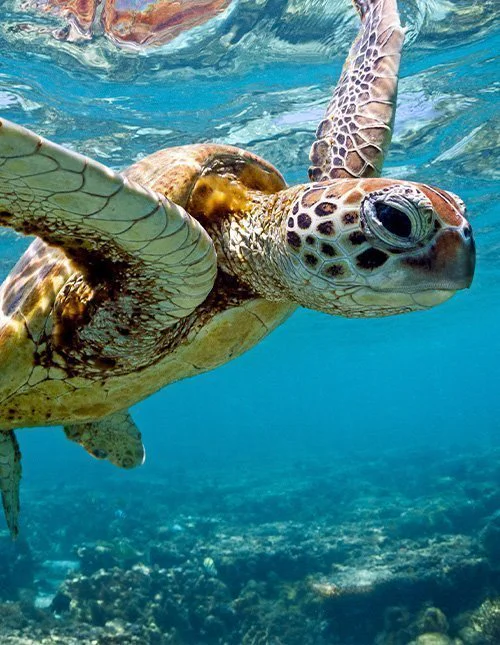 Meeresschildkröte schwimmt im Meer