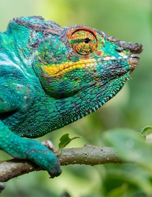Pantherchamäleon in der Nähe des Andasibe-Mantadia-Nationalparks auf Madagaskar