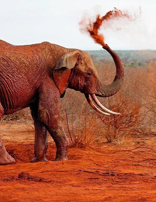 Elefant beim Staubbad im roten Staub im Tsavo-East-Nationalpark, Kenia
