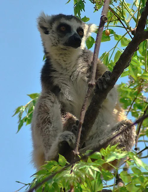 Ein Lemur sitzt in einem Baum