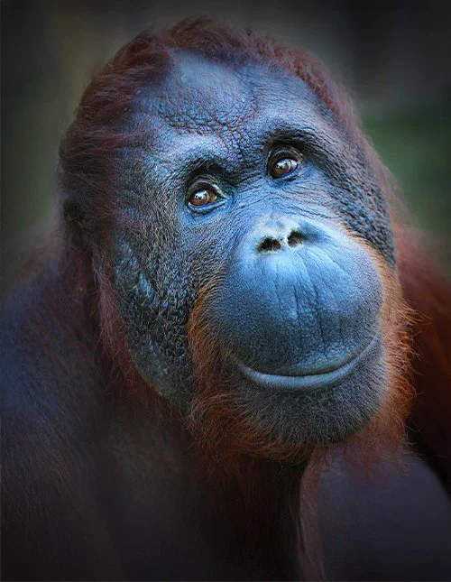 Nahaufnahme eines niedlichen Orang-Utans