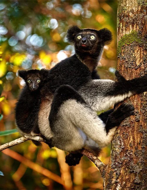 Ein Lemur mit seinem Jungtier klammert sich in Madagaskar an einen Baum