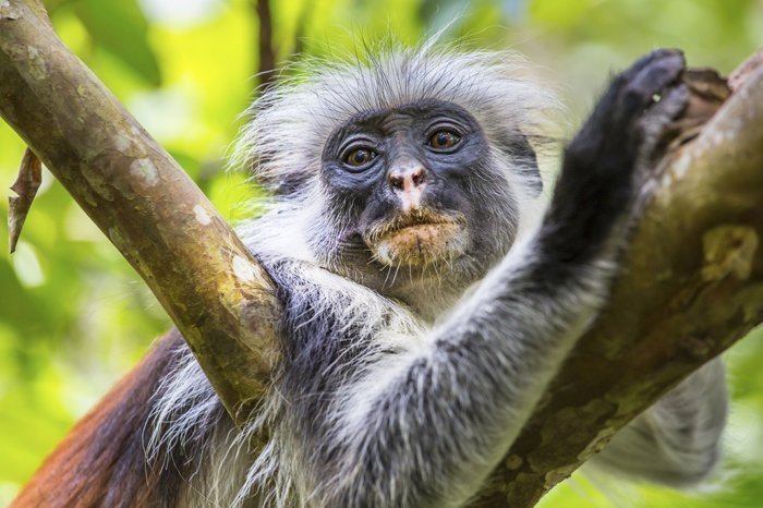 Der rote Colobus-Affe im Jozani Chwaka Bay-Nationalpark