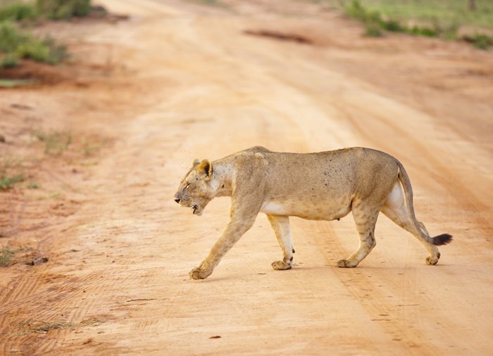Löwe im Tsavo East-Nationalpark