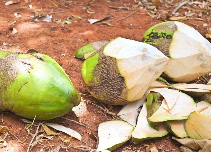 Wie man eine Kokosnuss schält