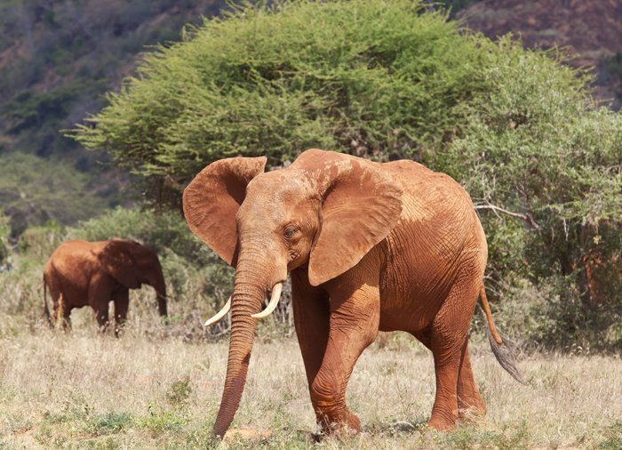 Elefant im Tsavo East-Nationalpark