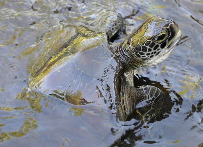 Schildkröte im Jozani Chwaka Bay-Nationalpark