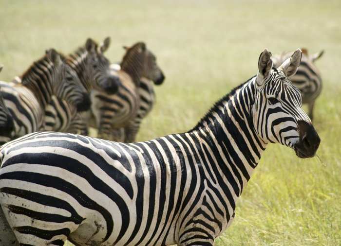 Zebras im Tsavo East-Nationalpark