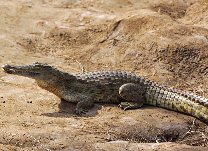 Krokodil im Tsavo East-Nationalpark