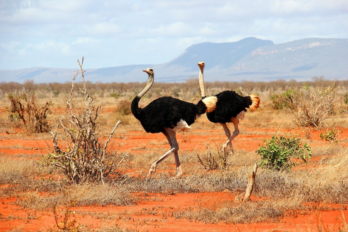 Strauße im Tsavo East-Nationalpark