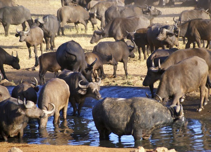 Büffel im Tsavo East-Nationalpark