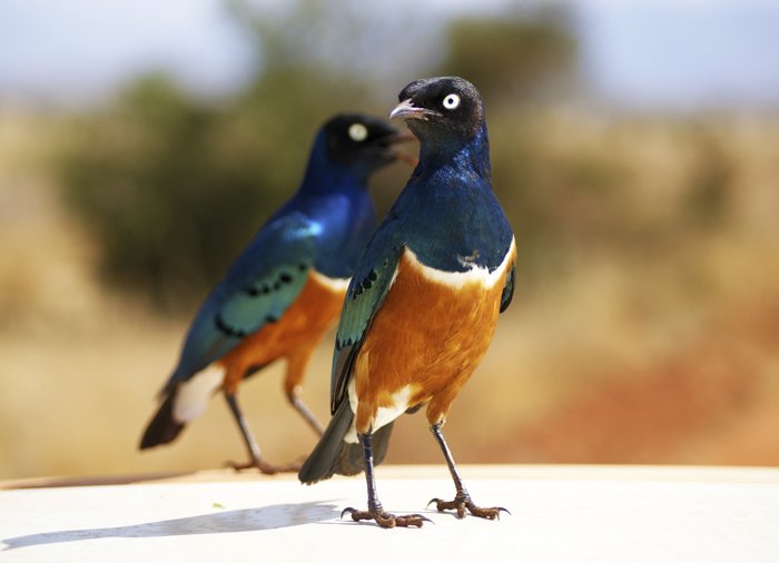 Gabelracken im Tsavo East-Nationalpark