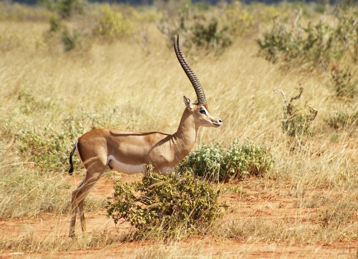 Gazellen im Tsavo East-Nationalpark