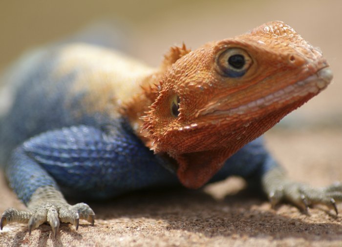 Eidechse im Tsavo East-Nationalpark