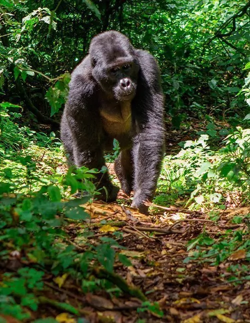 Safari in Uganda & Gorilla-Tracking