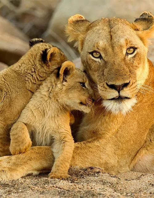 Safari in Südafrika