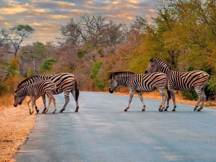Safari in Südafrika & Victoriafälle