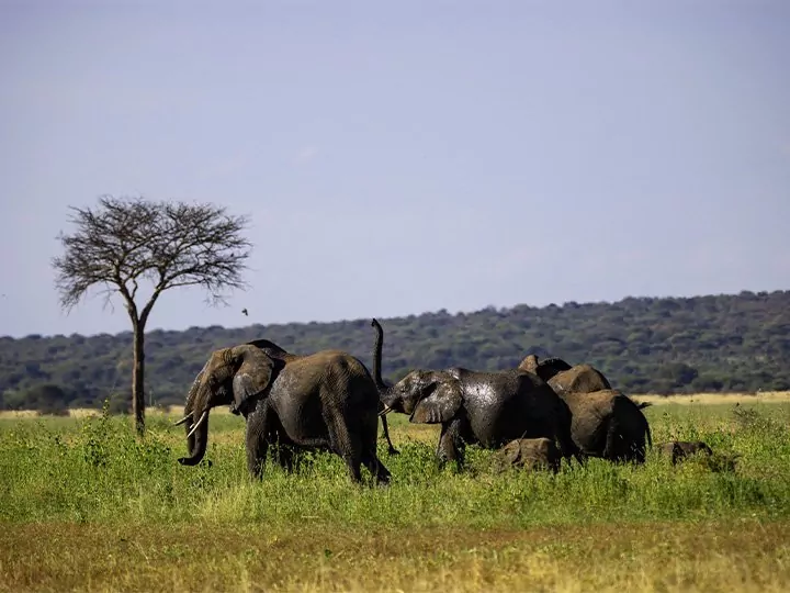 Safari in Tansania - 4 Nationalparks