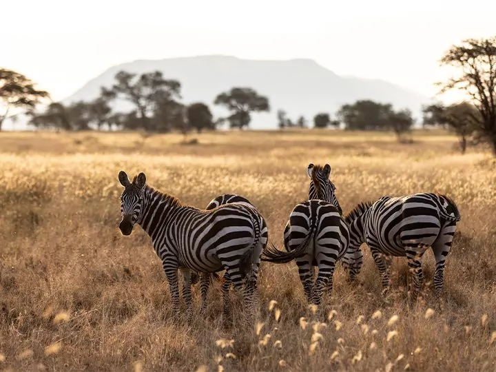 Safari in Tansania & Badeurlaub auf Sansibar