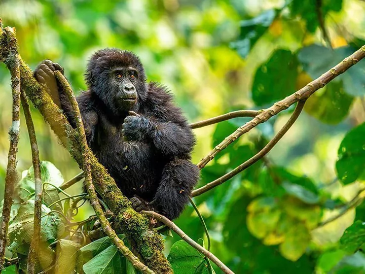 Safari in Uganda & Gorilla-Tracking