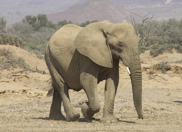 Oplev Aba Huab floden - Ørkenelefant ved Aba Huab floden i Namibia