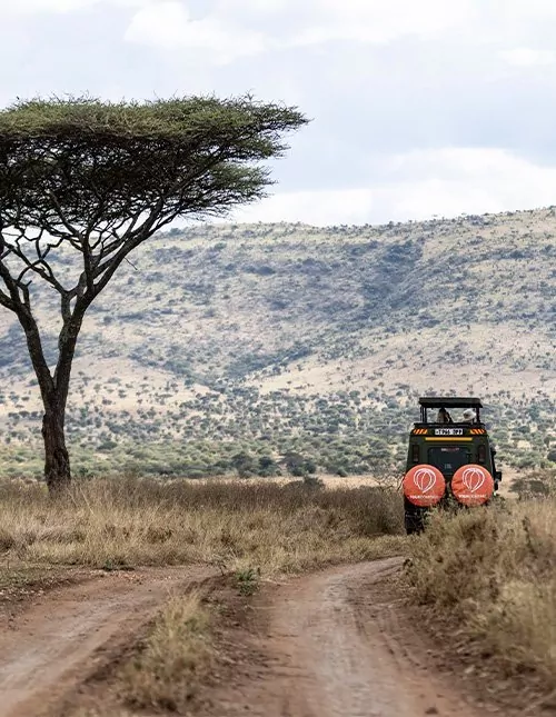 Safari in der Serengeti & Ngorongoro