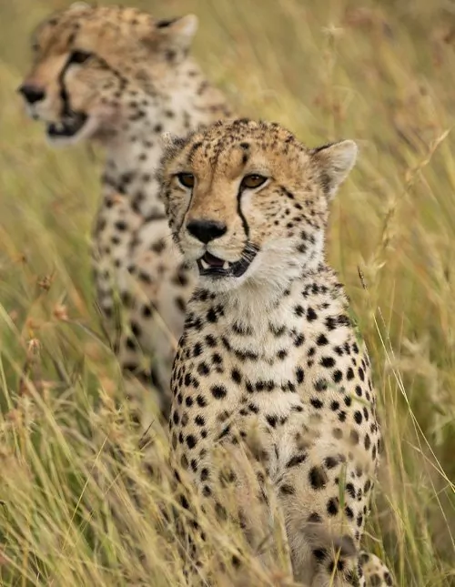 Safari in der Serengeti & Ngorongoro und Badeurlaub auf Sansibar