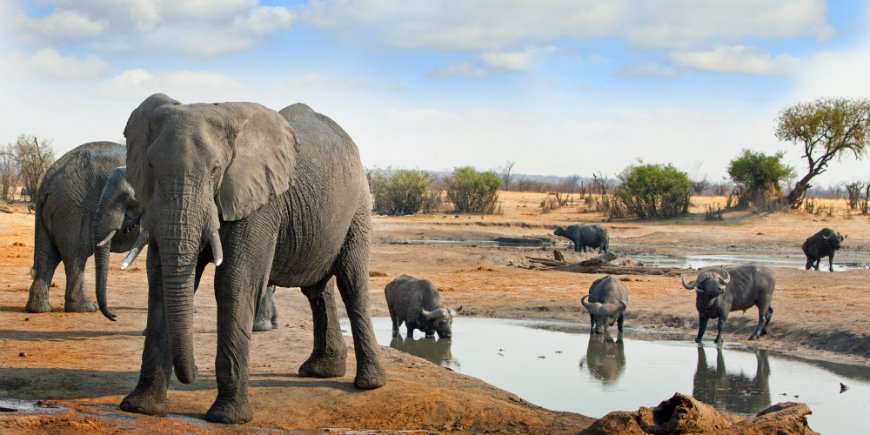 Elefant und Büffel
