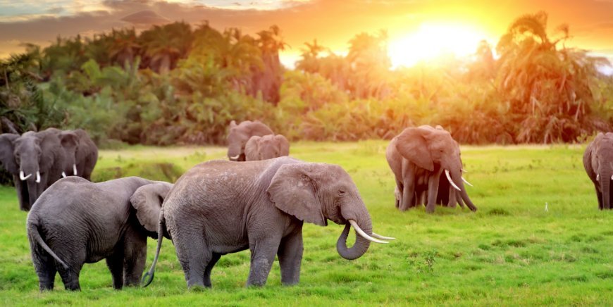 Elefanten in Südafrika
