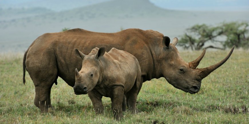 Nashorn