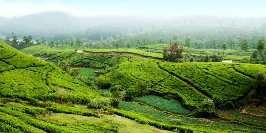 Nuwara Eliya