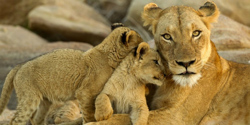 Tierkinder im Kruger