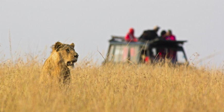 Safari Löwe
