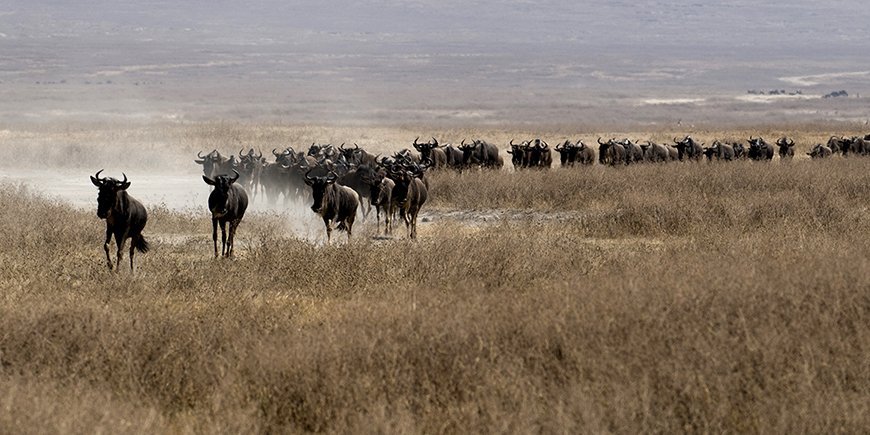 Gnus