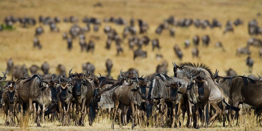 Gnus-in-der-Savanne