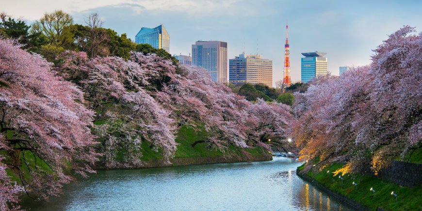 Sakura in Tokio