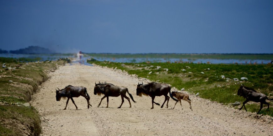 die Gnus Kälber